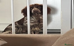 Sprocker dogs for sale: Sprocker puppys - Image 12