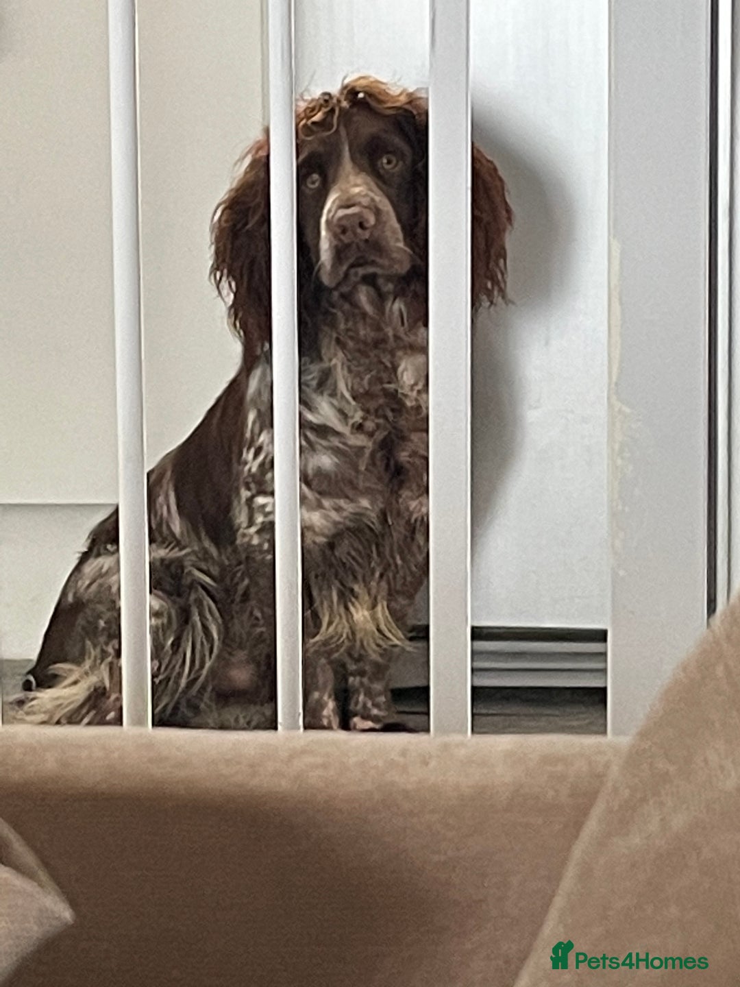Sprocker dogs for sale: Sprocker puppys - Image 12