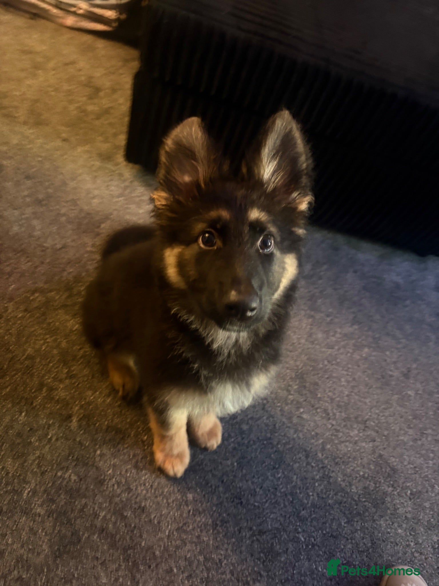 German Shepherd dogs 4 month old German Shepherd  - Advert 3