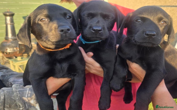 Labrador Retriever dogs - Advert 7