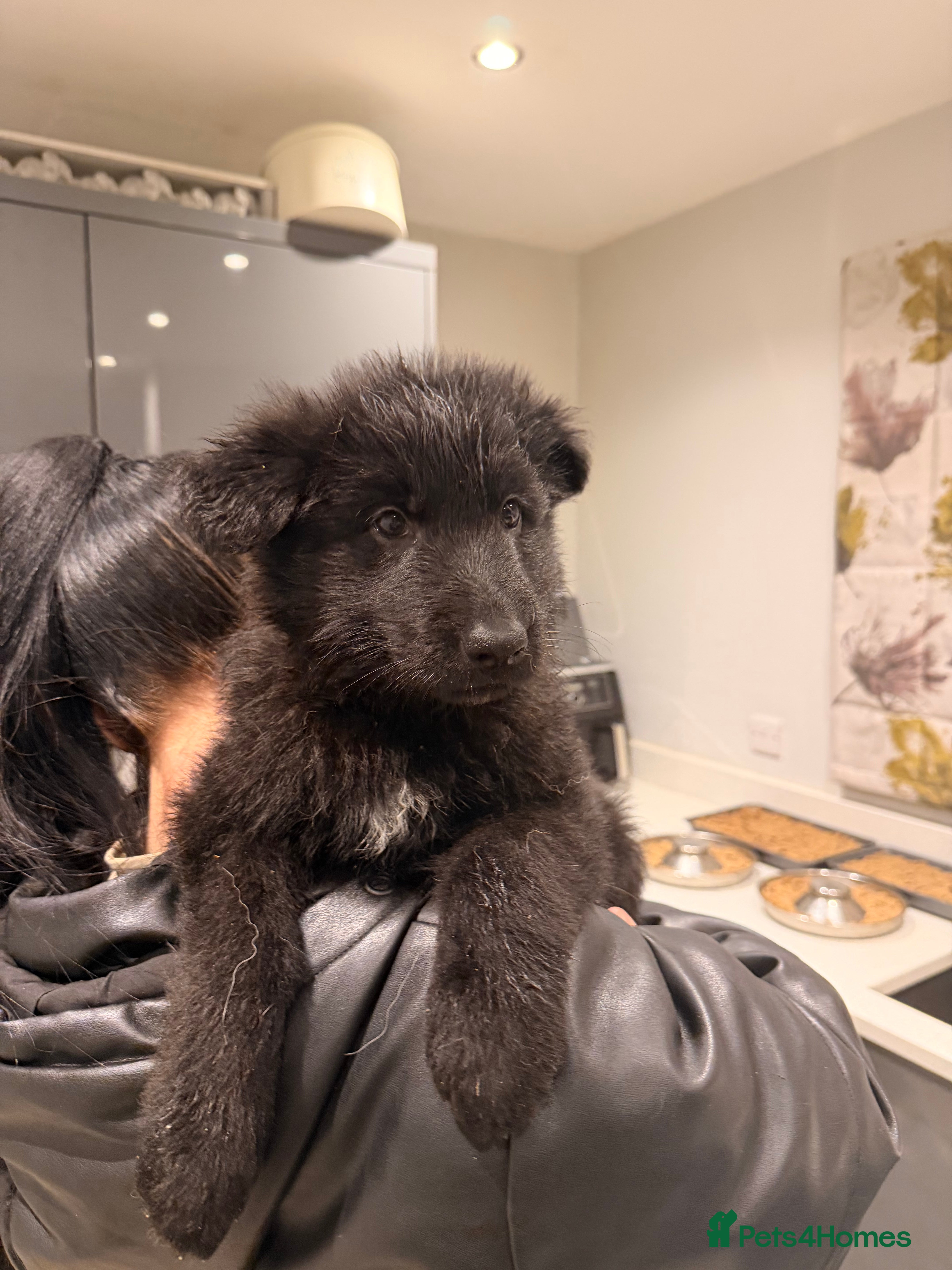 German Shepherd dogs Straight Back German Shepherd Pups -Ready to leave - Advert 6