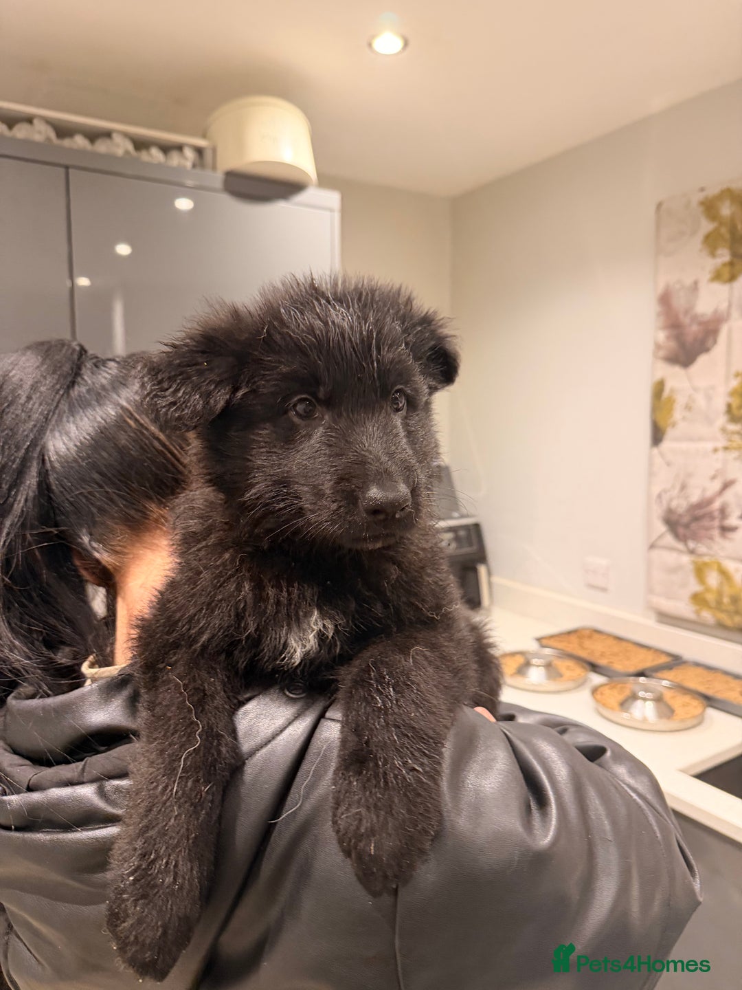 German Shepherd dogs for sale: Straight Back German Shepherd Pups -Ready to leave - Advert 4