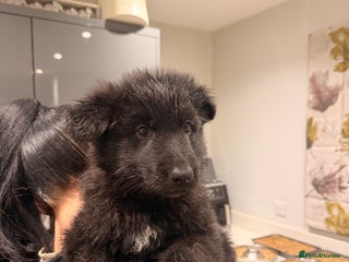 German Shepherd dogs Straight Back German Shepherd Pups -Ready to leave - Advert 3