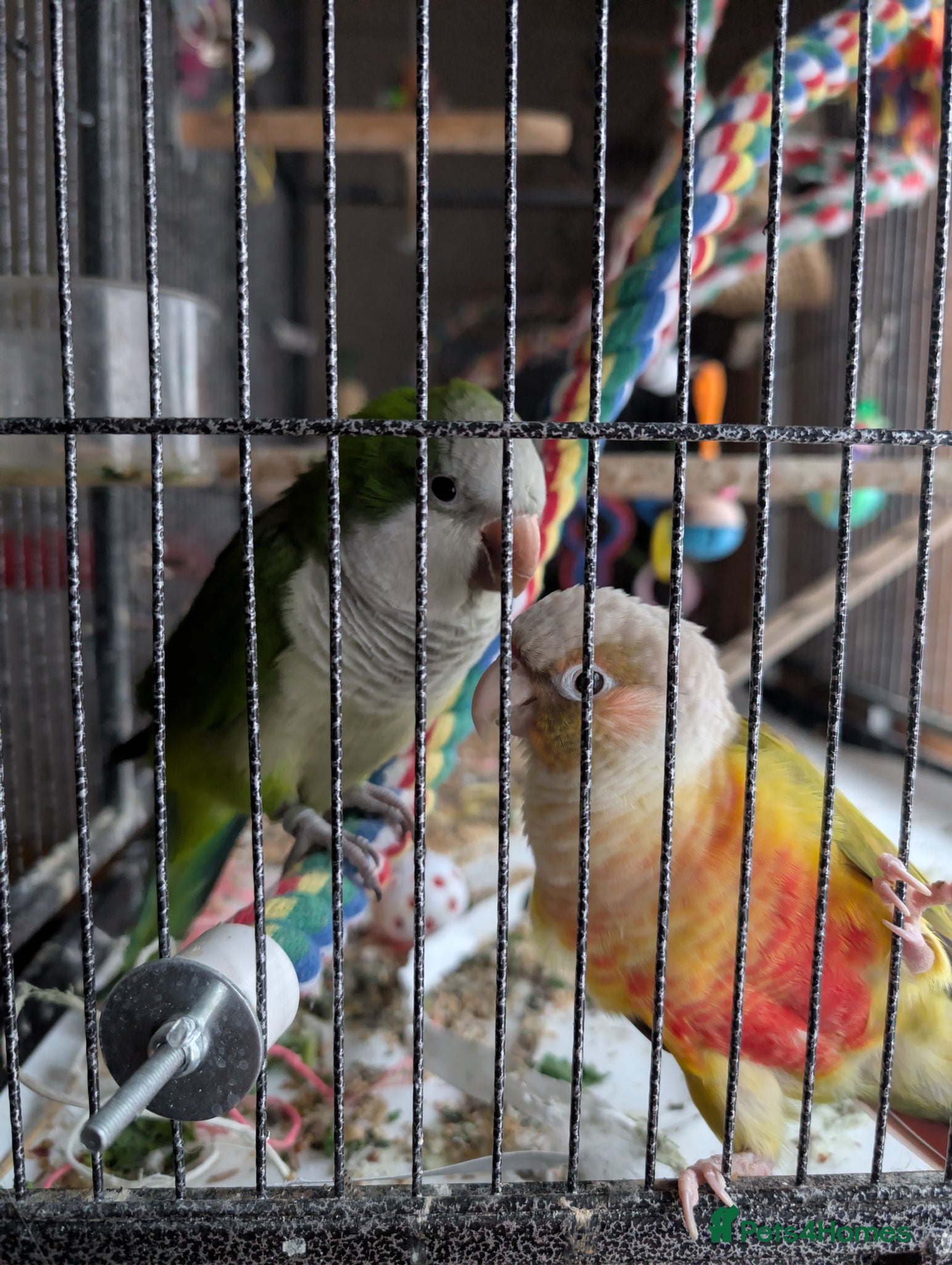 Mixed Breed birds Conure & Quaker for sale - Advert 3