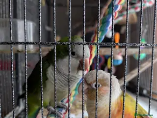 Mixed Breed birds Conure & Quaker for sale - Advert 7