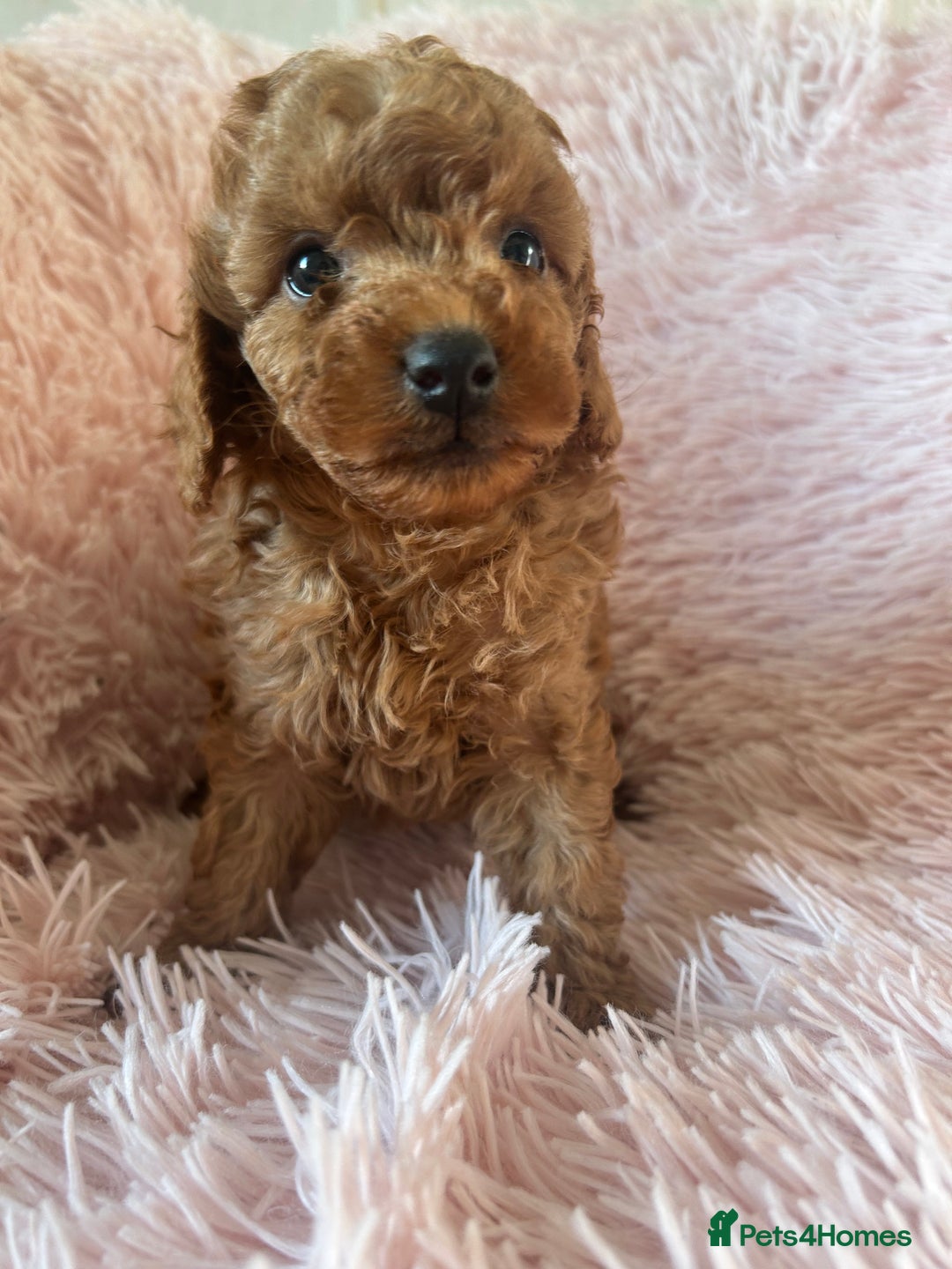 Toy Poodle dogs for sale: Beautiful Toy Poodles  - Image 2