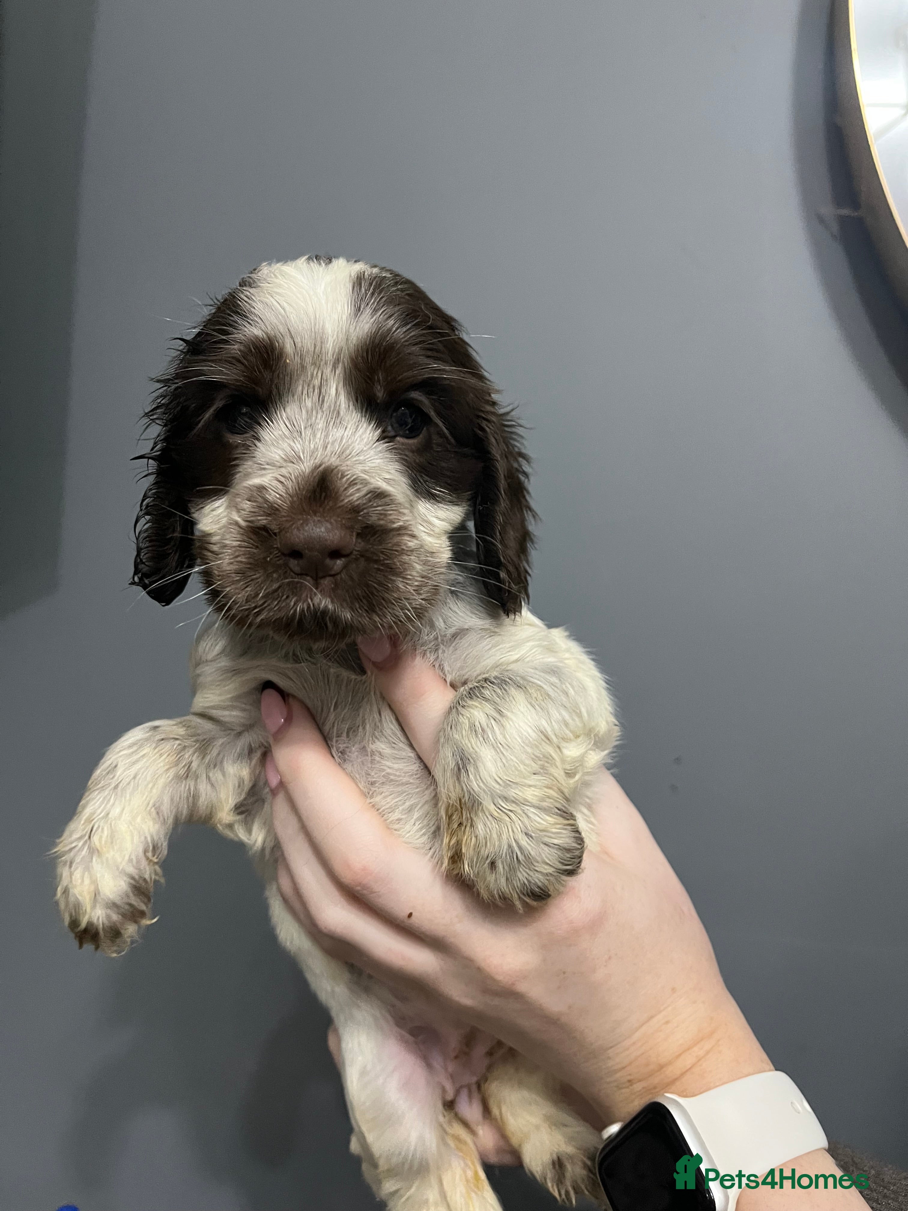 Cocker Spaniel dogs REDUCED!! KC REG SHOW COCKER PUPS HEALTH TESTED - Advert 6