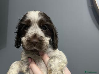 Cocker Spaniel dogs REDUCED!! KC REG SHOW COCKER PUPS HEALTH TESTED - Advert 6