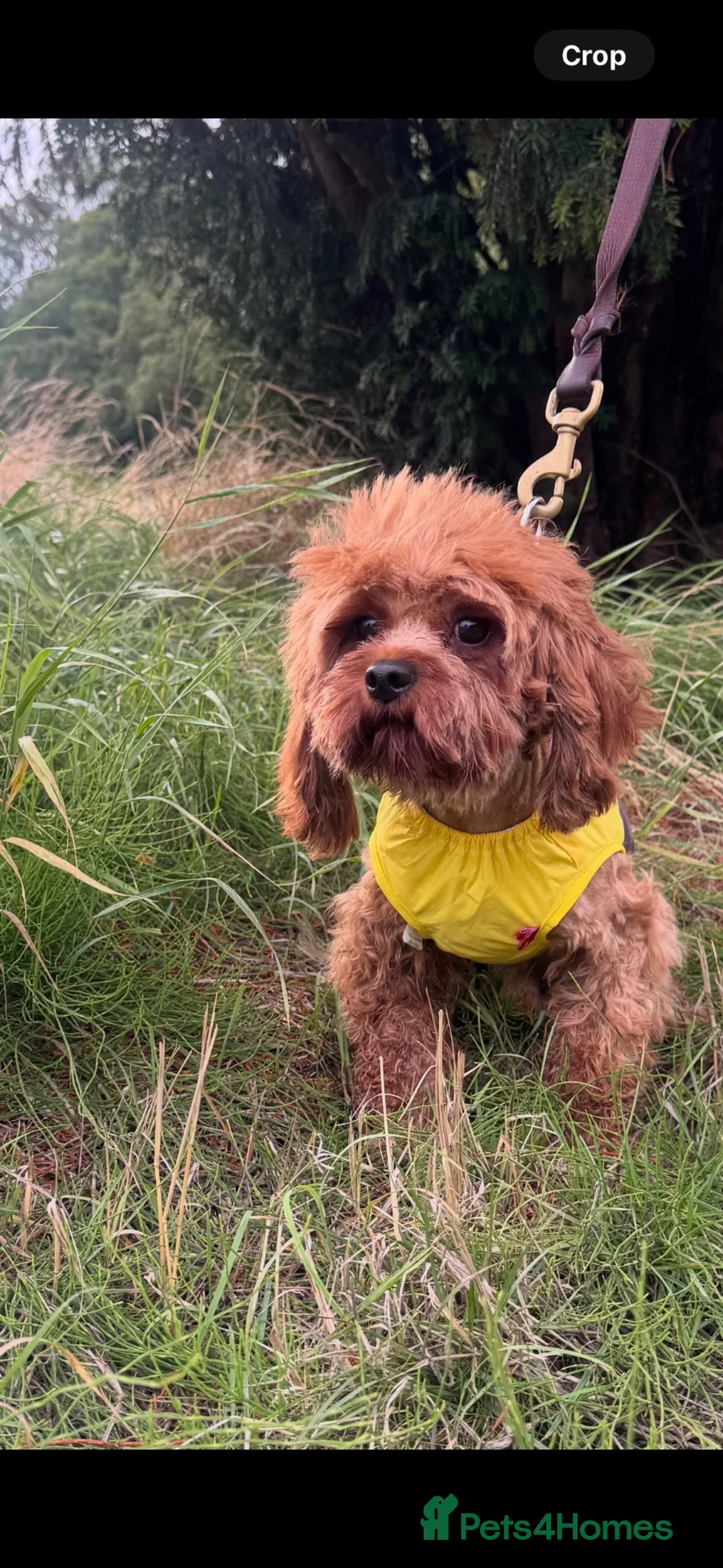 Cavapoo dogs for sale: Beautiful Cavapoos  - Advert 17