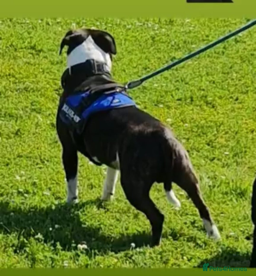 American Bull Staffy dogs for stud: Dog for stud  - Image 3