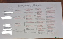 Sprocker dogs for sale: Stunning F1 Sprocker spaniel puppies - Image 15