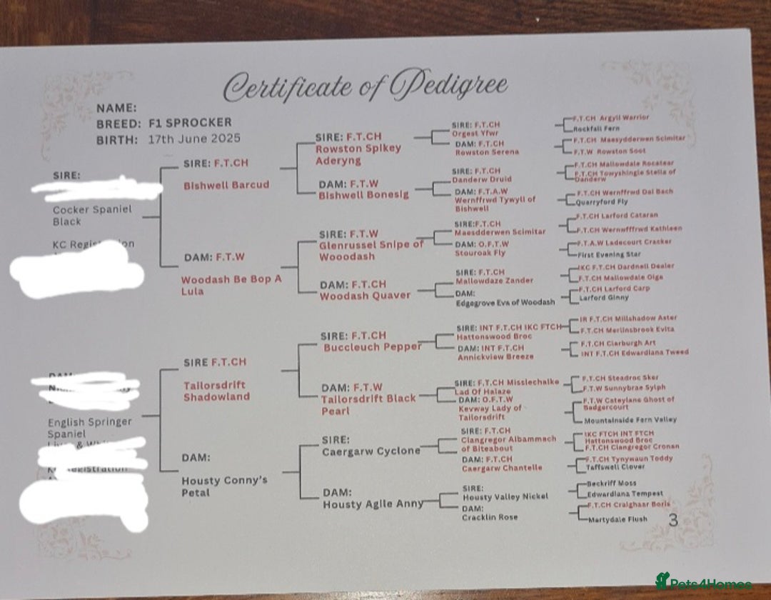 Sprocker dogs for sale: Stunning F1 Sprocker spaniel puppies - Image 15