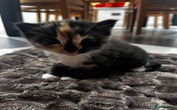 Ragdoll cats for sale: 4 Beautiful Fluffy Ragdoll Cross Kittens  - Image 5