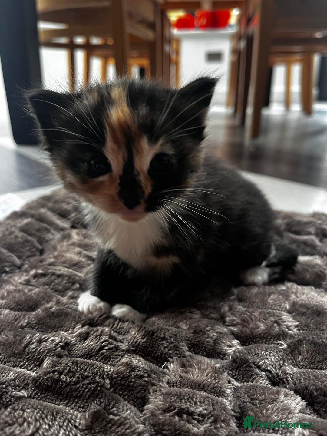 Ragdoll cats for sale: 4 Beautiful Fluffy Ragdoll Cross Kittens  - Image 5