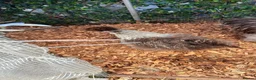 Chickens poultry for sale: Silver Partridge Silkies - Advert 5