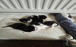 Domestic Shorthair cats for sale: 4 Kittens For Sale - Image 1
