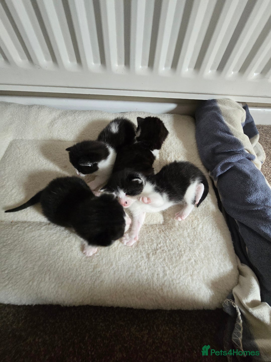 Domestic Shorthair cats for sale: 4 Kittens For Sale - Image 1