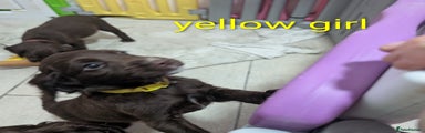 Puppy 4 yellow collar 