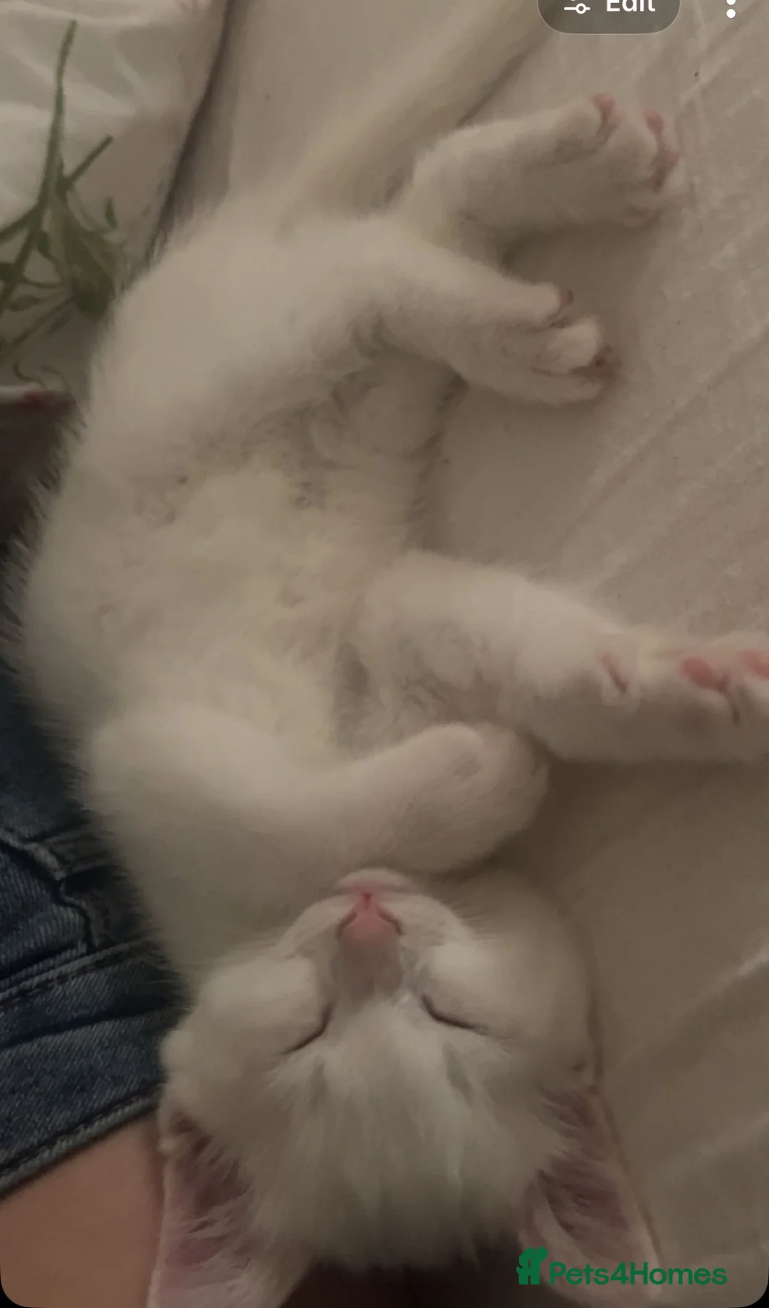 Mixed Breed cats for sale: 2 brother kittens - Advert 2