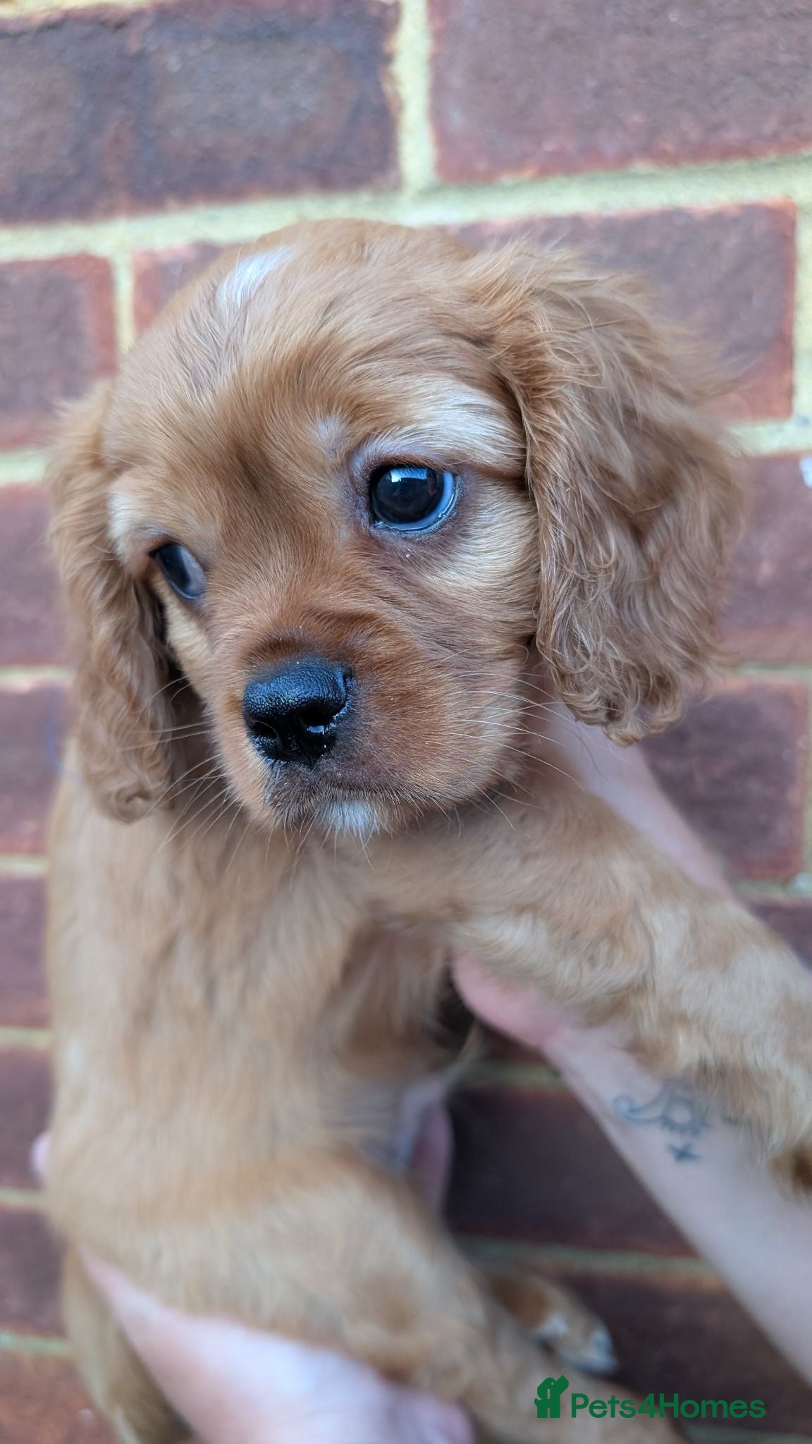 Cavalier King Charles Spaniel dogs *Two Boys Left!* Cavalier King Charles Puppies!  - Advert 2