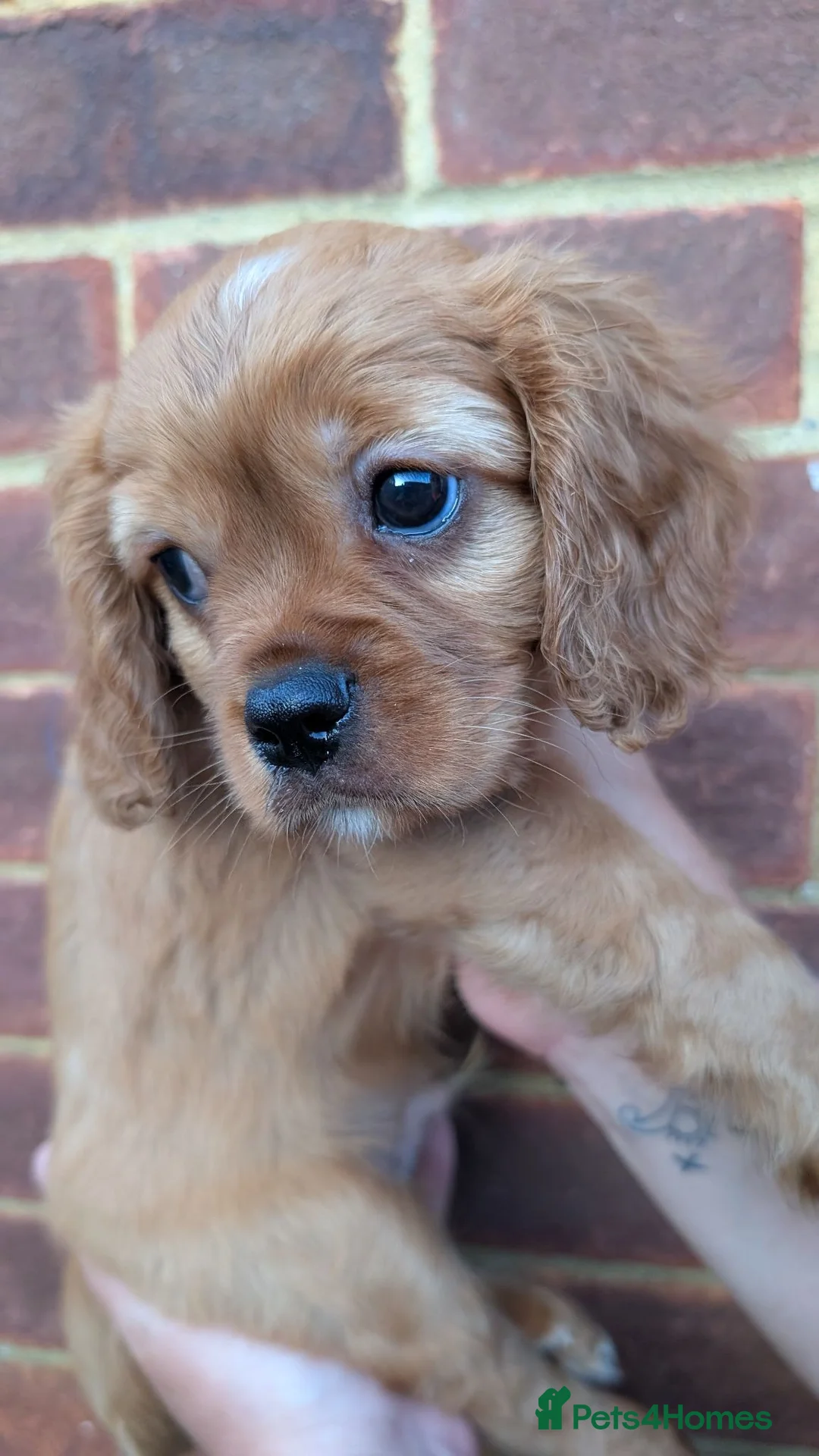 Cavalier King Charles Spaniel dogs for sale: *Two Boys Left!* Cavalier King Charles Puppies!  - Advert 2