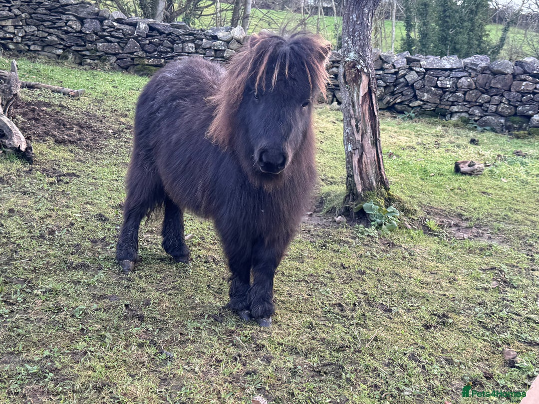 Shetland pony horses for sale: Miniature Shetland colt, Blue roan - Advert 2