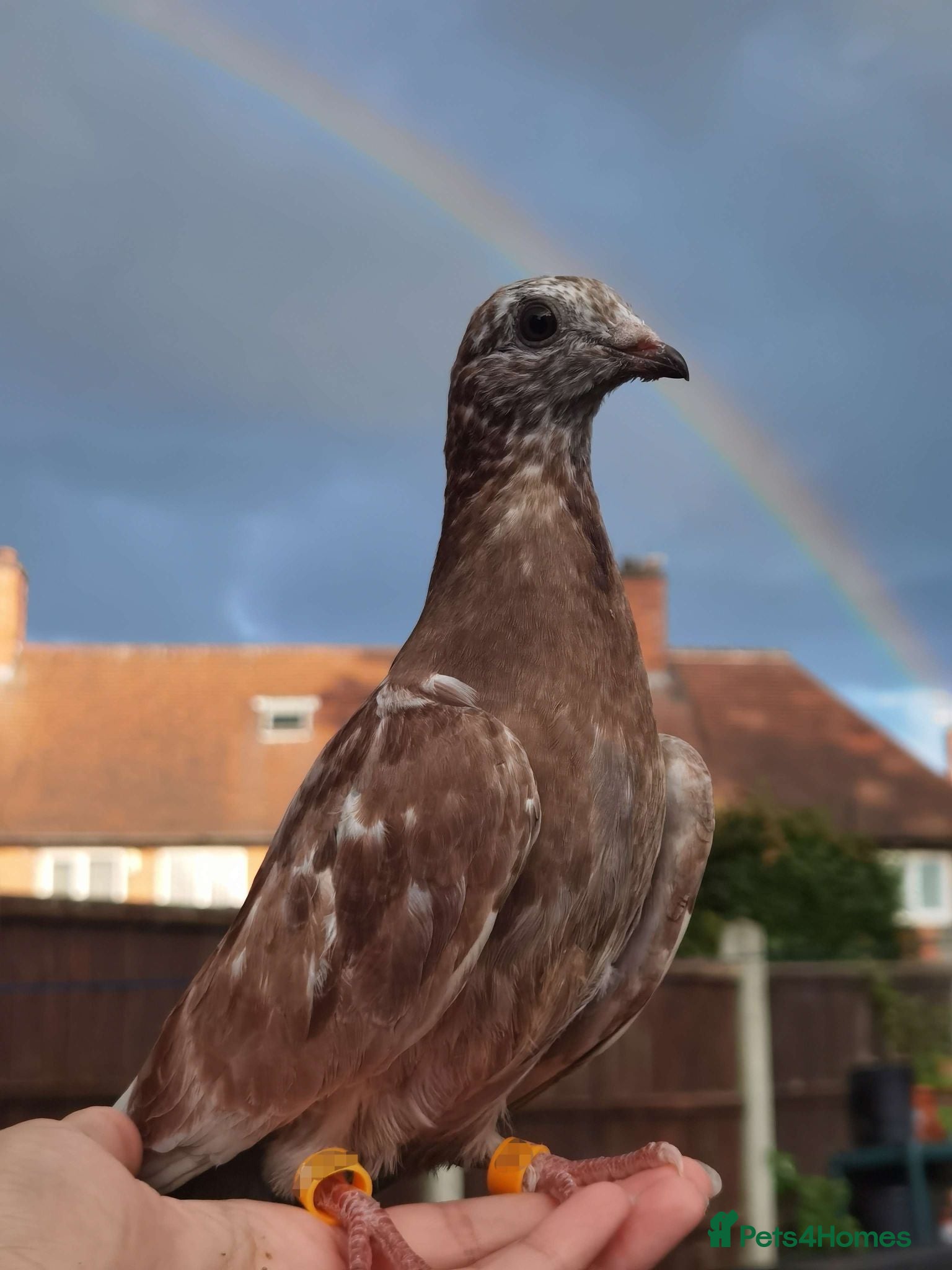 Pigeons birds TAME Adult Pet Pigeons & Pairs [Fancy Breeds] - Advert 15