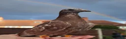 Pigeons birds for sale: TAME Adult Pet Pigeons & Pairs [Fancy Breeds] - Advert 1