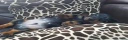 Dachshund dogs for sale: Beautiful short haired dachshund puppies for sale - Advert 12