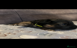 German Shepherd dogs for sale: Kc-registered German shepards puppies for sale - Image 15