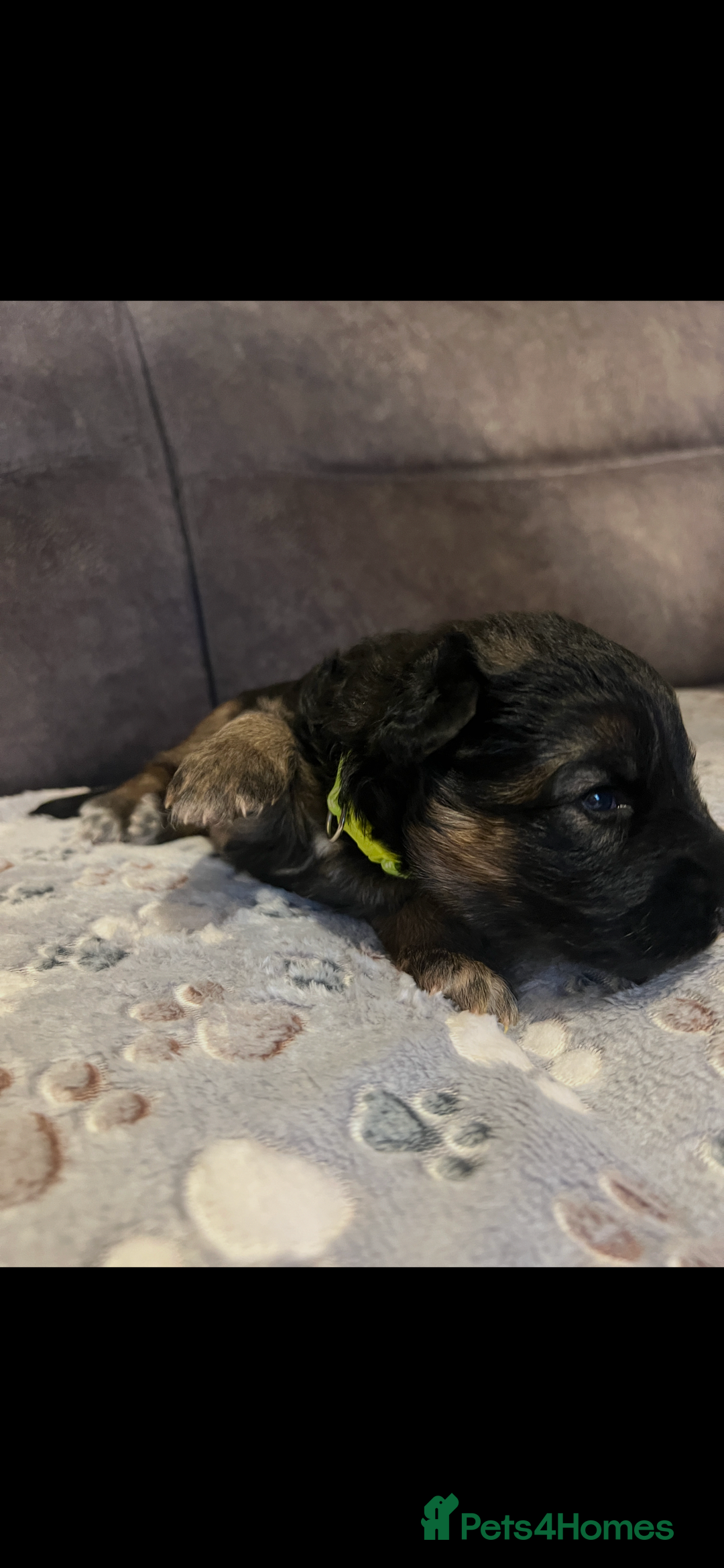 German Shepherd dogs for sale: Kc-registered German shepards puppies for sale - Image 15