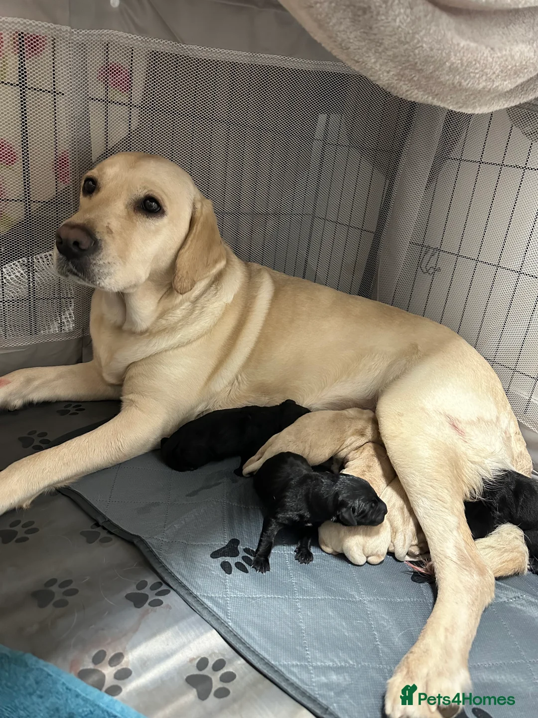 Goldador dogs for sale: Beautiful Goldador Pups  - Advert 22