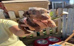 Miniature Dachshund dogs for sale: Beautiful miniature dachshund pups  - Image 4