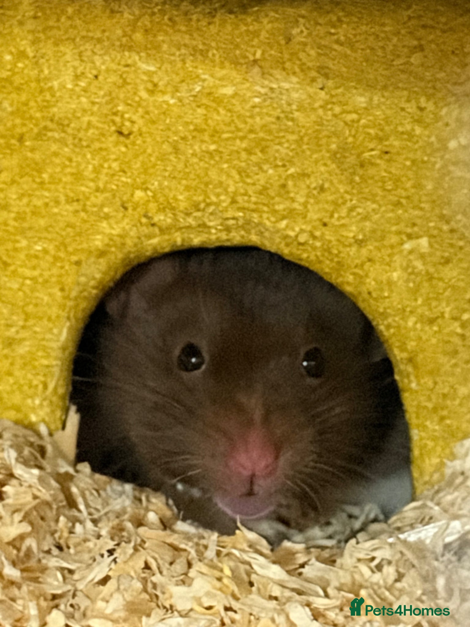 Hamster rodents FEMALE SYRIAN HAMSTER(all supply’s included) - Advert 1