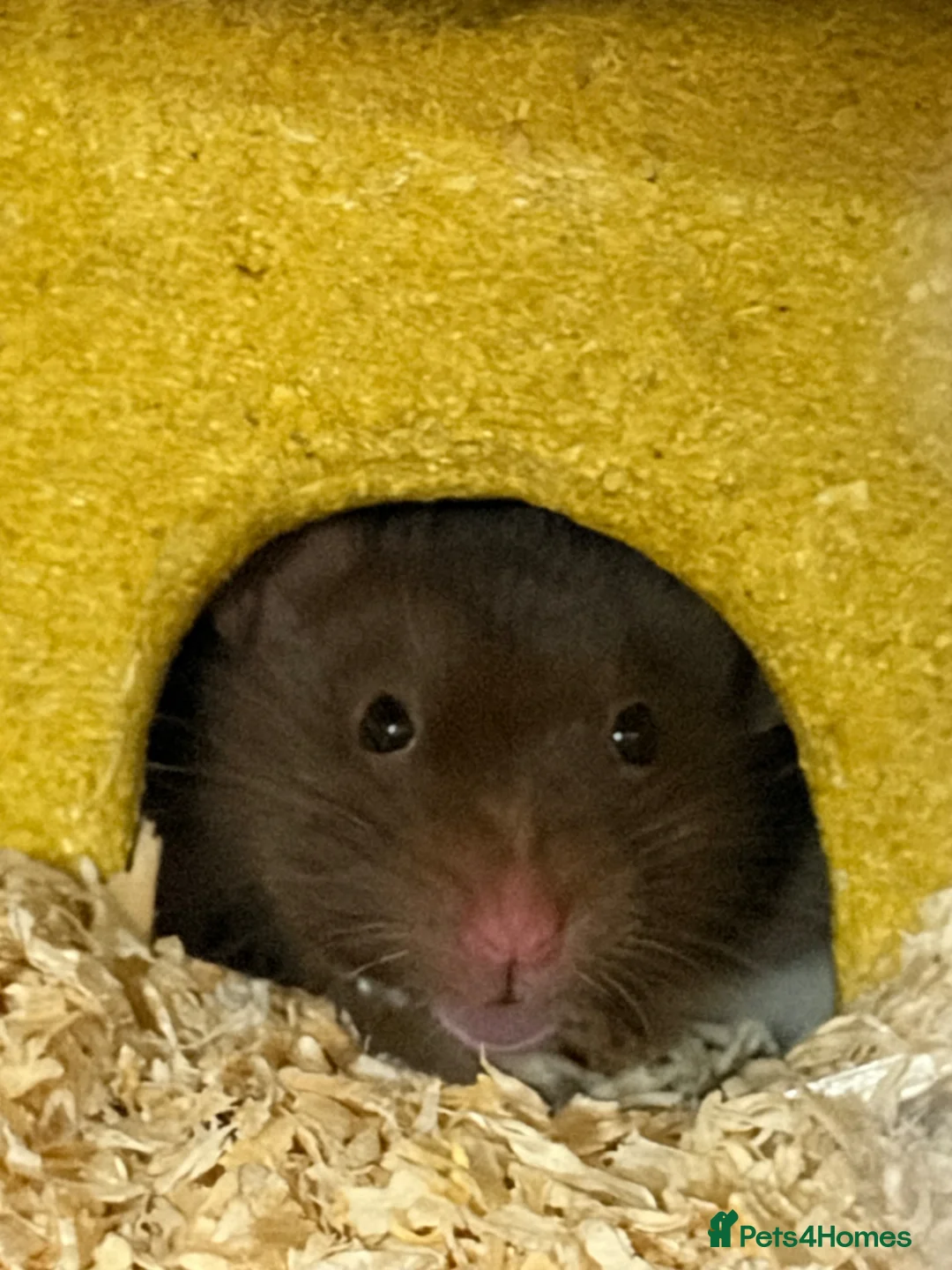 Hamster rodents for sale: FEMALE SYRIAN HAMSTER(all supply’s included) - Advert 1