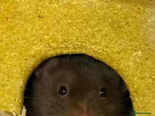 Hamster rodents FEMALE SYRIAN HAMSTER(all supply’s included) - Advert 1