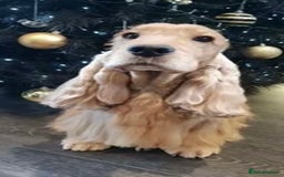 Cocker Spaniel dogs for sale: KC Reg show Type Cocker Spaniels VILLASPANIOL sire - Image 23