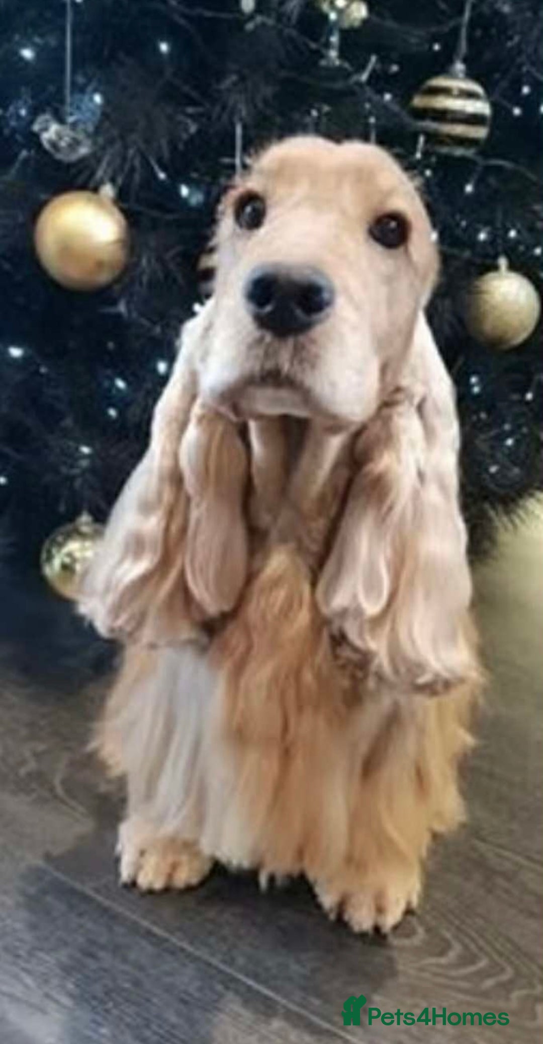 Cocker Spaniel dogs for sale: KC Reg show Type Cocker Spaniels VILLASPANIOL sire - Image 23