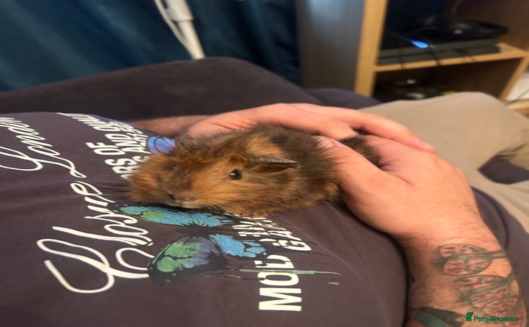 Guinea Pig rodents - Advert 2