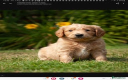 Labradoodle dogs for sale: 2nd Generation Labradoodles - Image 8