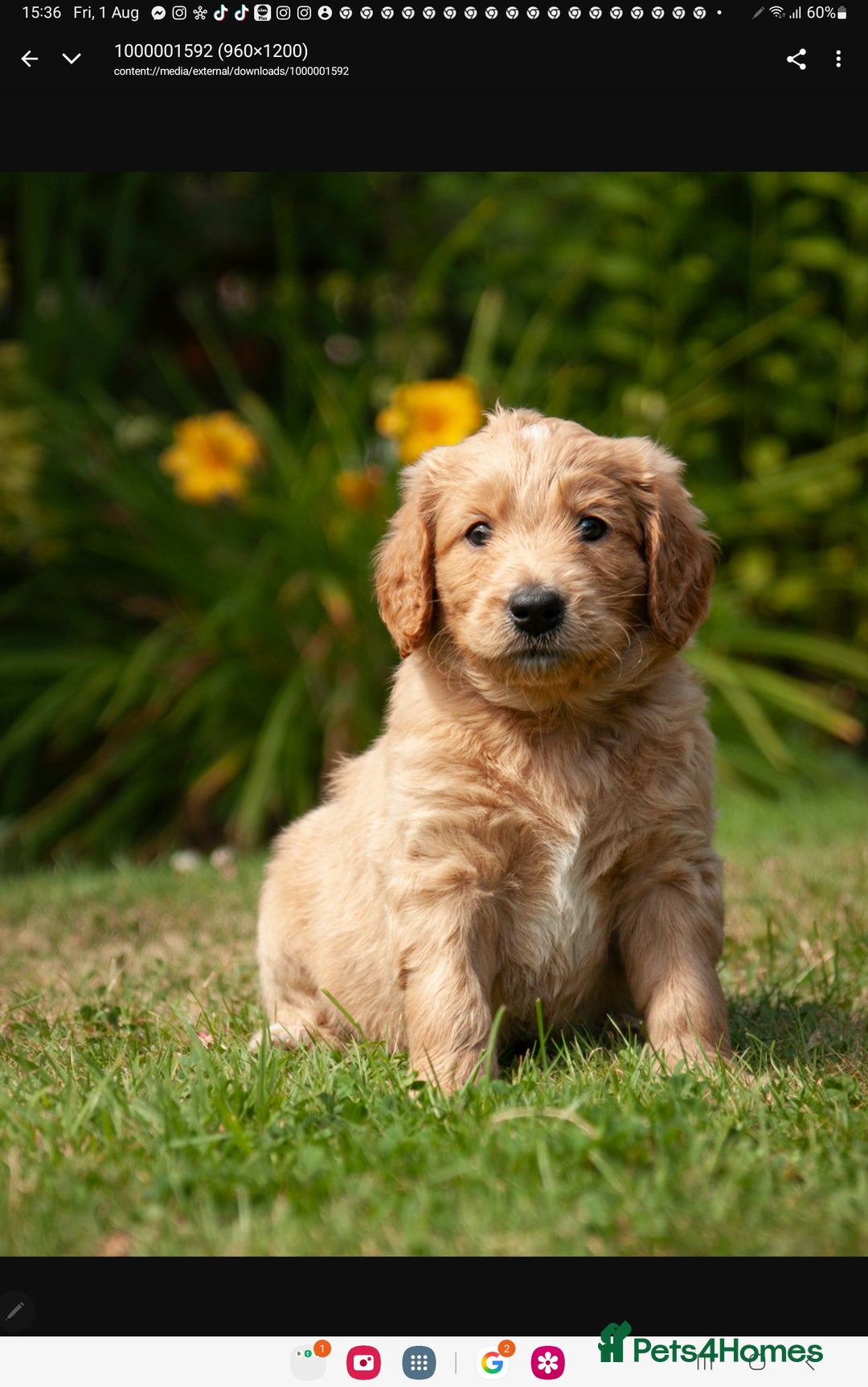 Labradoodle dogs for sale: 2nd Generation Labradoodles - Image 8
