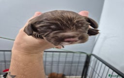 Cocker Spaniel dogs for sale: Cocker Spaniel Puppies - Image 13