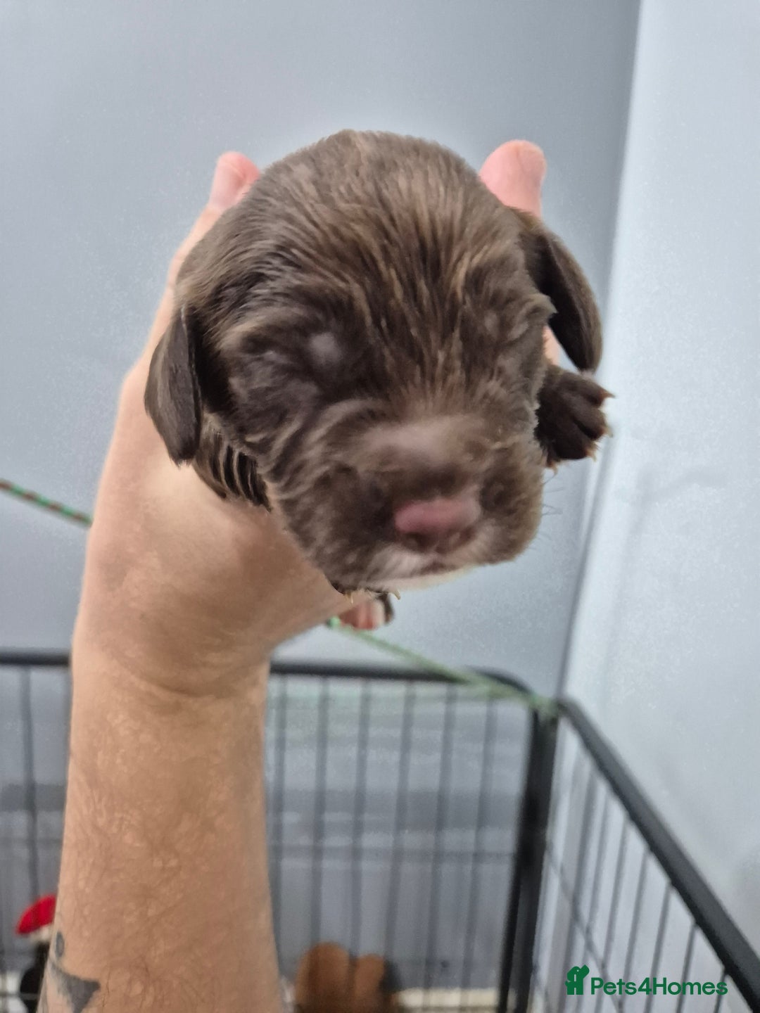 Cocker Spaniel dogs for sale: Cocker Spaniel Puppies - Image 13