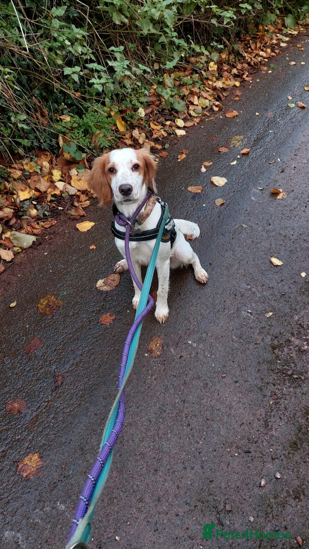 Cocker Spaniel dogs for sale: Very sad rehoming of our spaniel puppy - Image 7