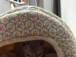 Sphynx cats Sphynx Boy 8 months old - Advert 4