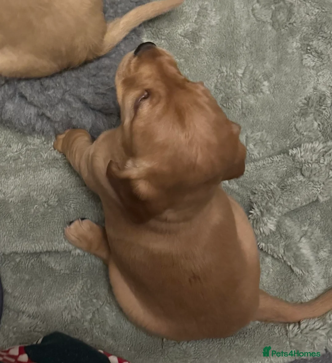 Cockapoo dogs for sale: Wonderful Litter of Cockerpoos, in Belper - Advert 4