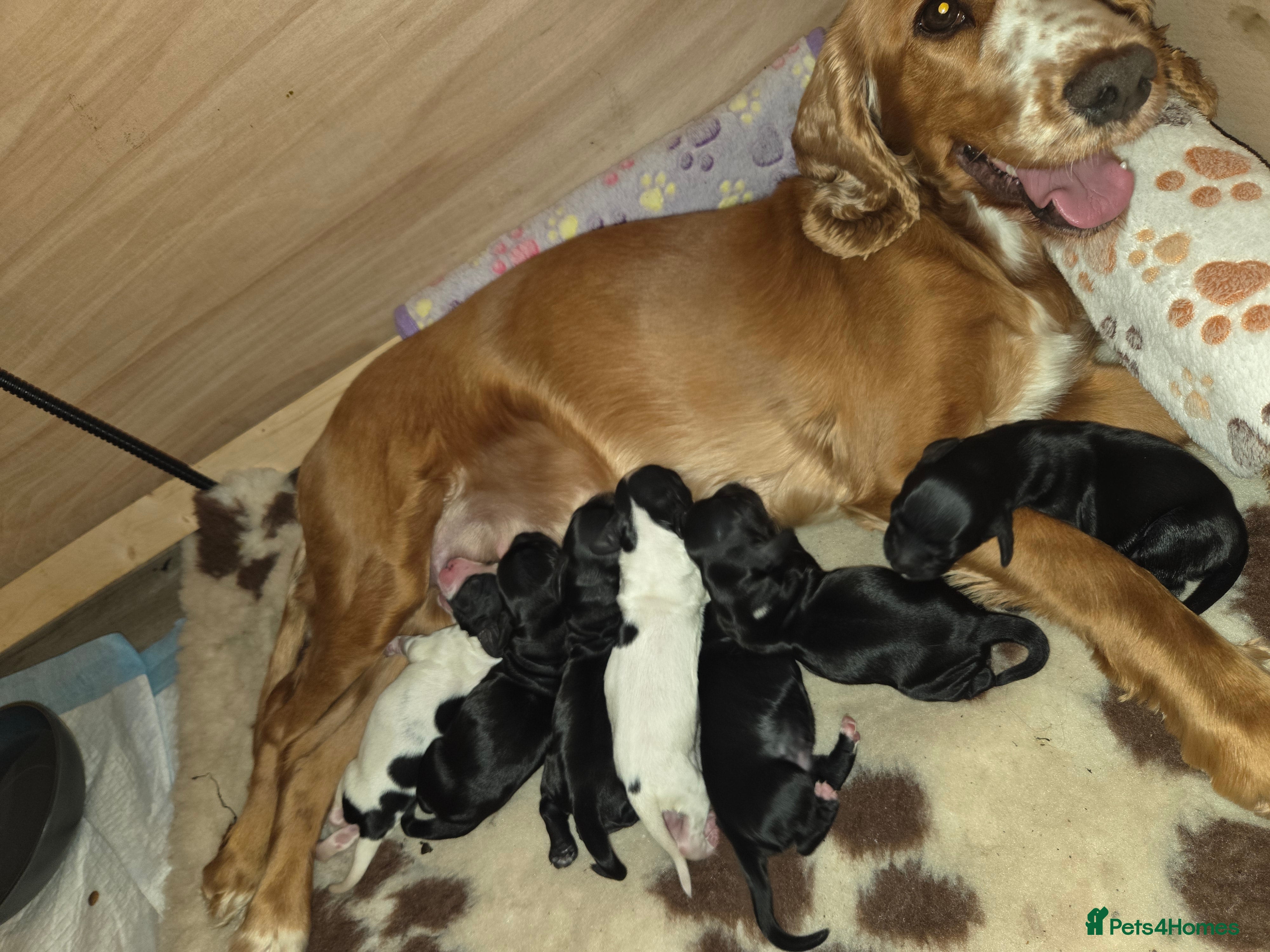 Cocker Spaniel dogs for sale: Beautiful cocker spaniel puppies 🐶  - Advert 2