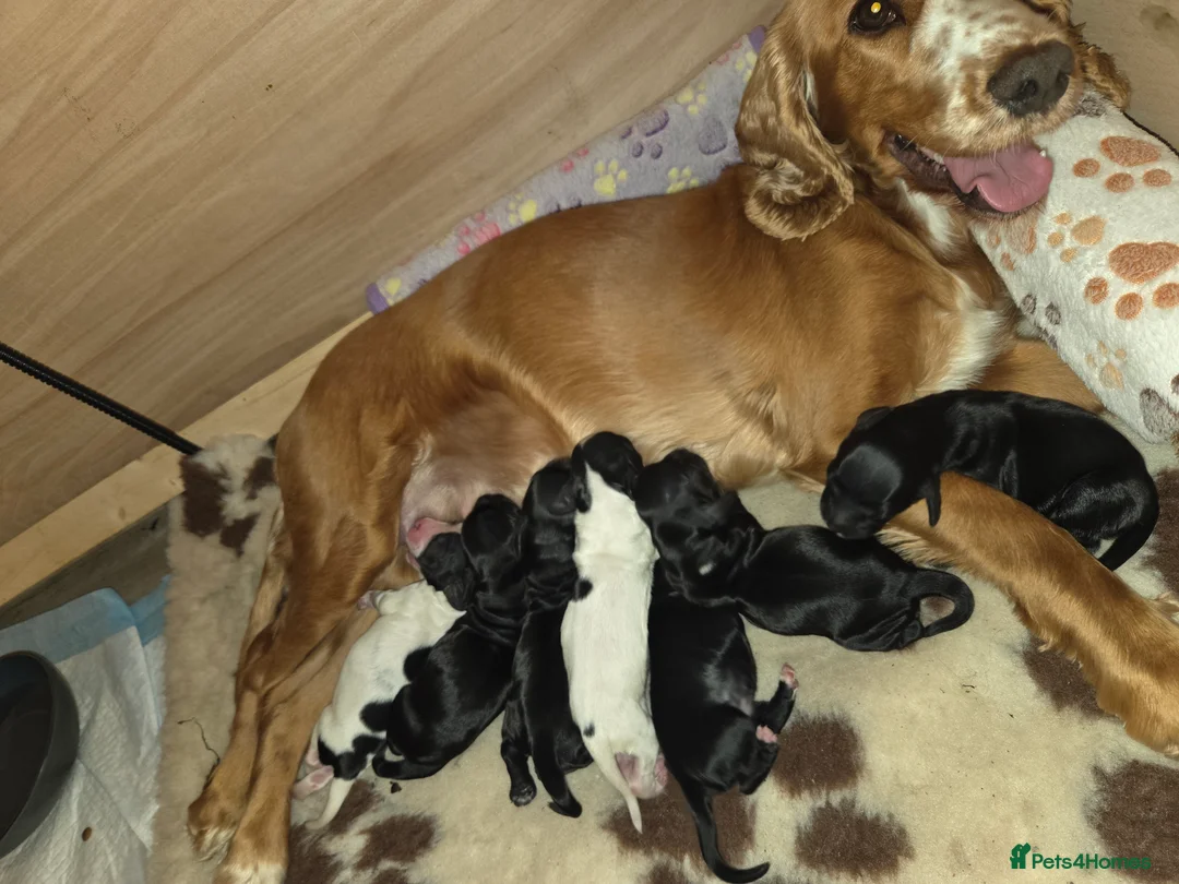 Cocker Spaniel dogs for sale: Beautiful cocker spaniel puppies 🐶  - Advert 2