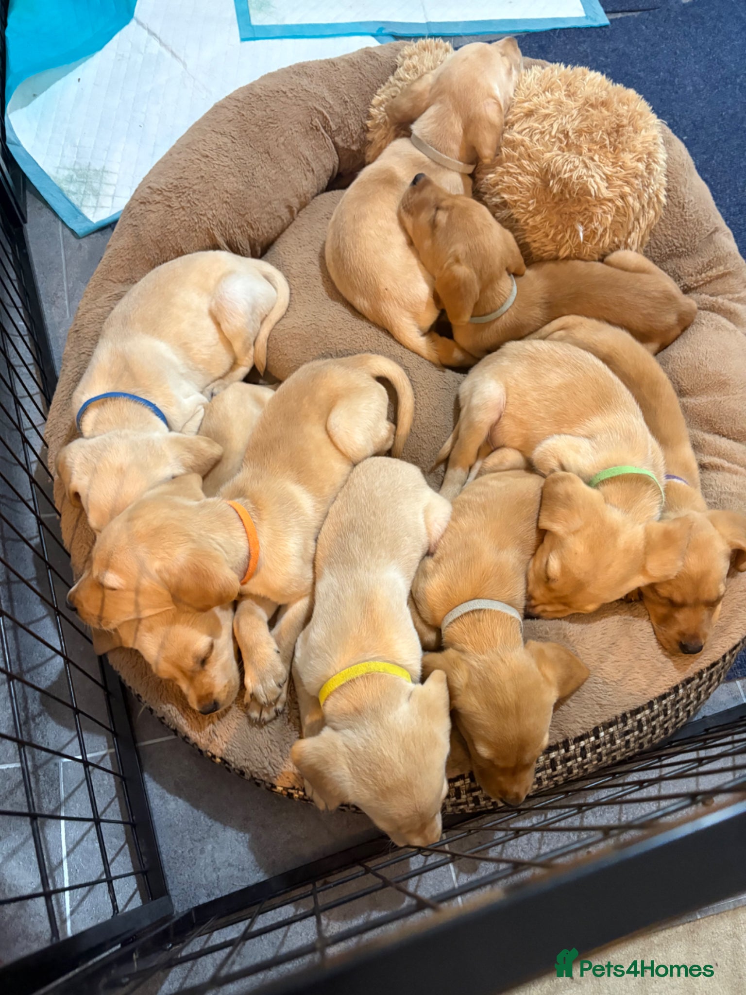 Labrador Retriever dogs BEAUTIFUL KC REG SOON READY FOR PLAY AND BE LOVED  - Advert 4
