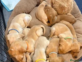 Labrador Retriever dogs BEAUTIFUL KC REG SOON READY FOR PLAY AND BE LOVED - Advert 15
